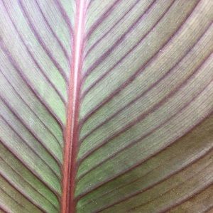 Meet your Posher, Pamela